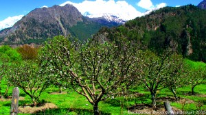 Apple orchards